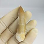 Plesiosaur Tooth Extinct Marine Reptile zarafasaura specimen 2.5" - Image 4