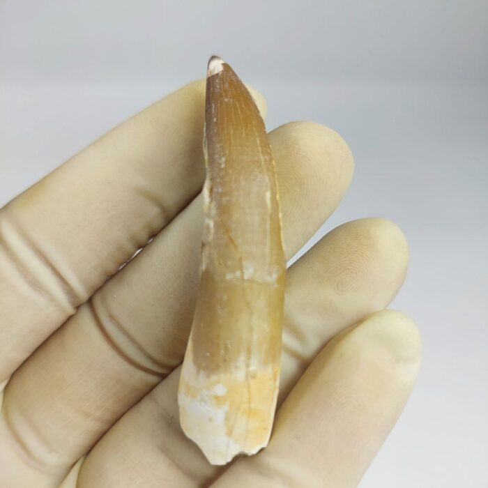 Plesiosaur Tooth Extinct Marine Reptile zarafasaura specimen 2.5" - Image 4