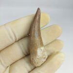 Plesiosaur Tooth Extinct Marine Reptile zarafasaura specimen 2.5" - Image 4