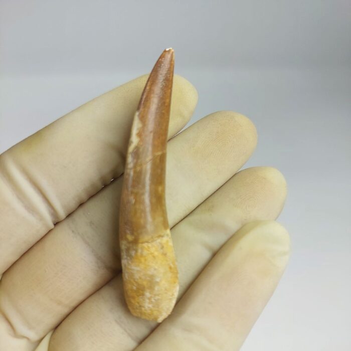 Plesiosaur Tooth Extinct Marine Reptile zarafasaura specimen 2.5" - Image 4