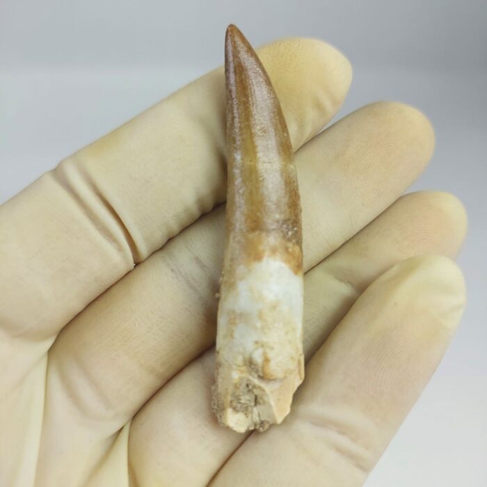 Plesiosaur Tooth Extinct Marine Reptile zarafasaura specimen 2.5" - Image 1