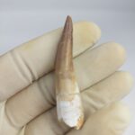 Plesiosaur Tooth Extinct Marine Reptile zarafasaura specimen 2.5" - Image 4