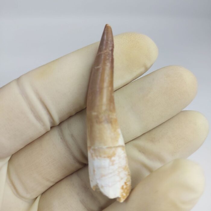 Plesiosaur Tooth Extinct Marine Reptile zarafasaura specimen 2.5" - Image 4
