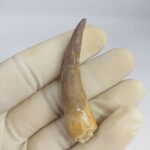 Plesiosaurs Tooth Extinct Marine Reptile zarafasaura specimen 2.5"