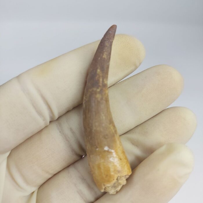 Plesiosaurs Tooth Extinct Marine Reptile zarafasaura specimen 2.5" - Image 1
