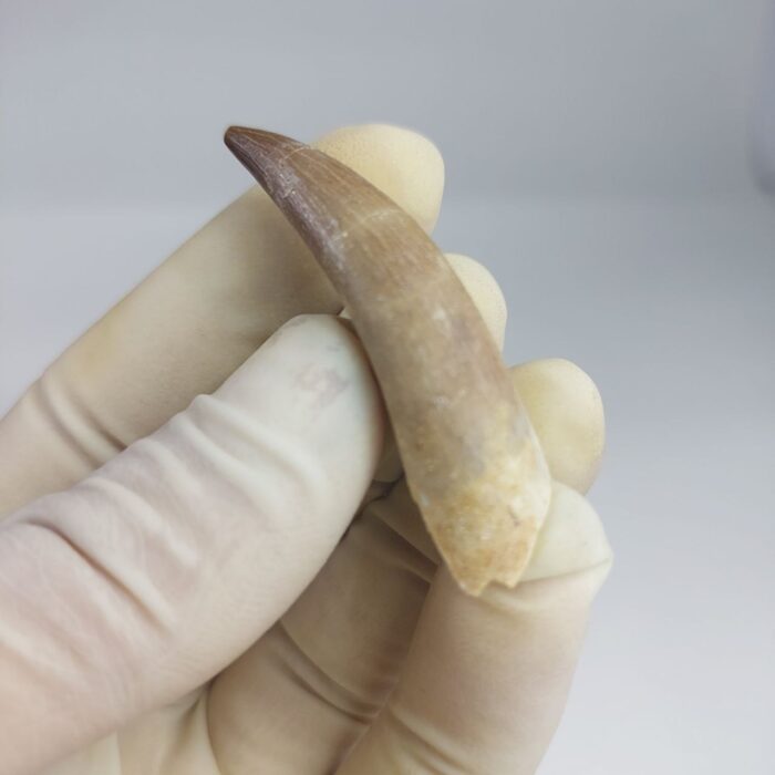 Plesiosaurs Tooth Extinct Marine Reptile zarafasaura specimen 2.3" - Image 4
