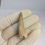 Plesiosaurs Tooth Extinct Marine Reptile zarafasaura specimen 2.3" - Image 4