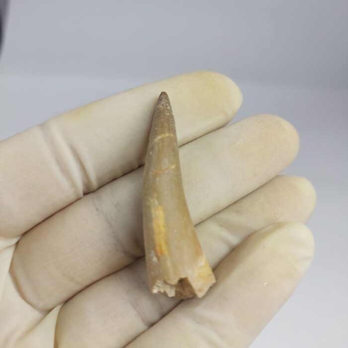 Plesiosaurs Tooth Extinct Marine Reptile zarafasaura specimen 2.3" - Image 4