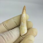 Plesiosaurs Tooth Extinct Marine Reptile zarafasaura specimen 2.3" - Image 4