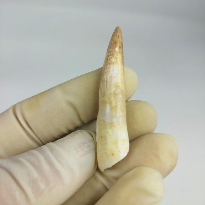 Plesiosaurs Tooth Extinct Marine Reptile zarafasaura specimen 2.3" - Image 4