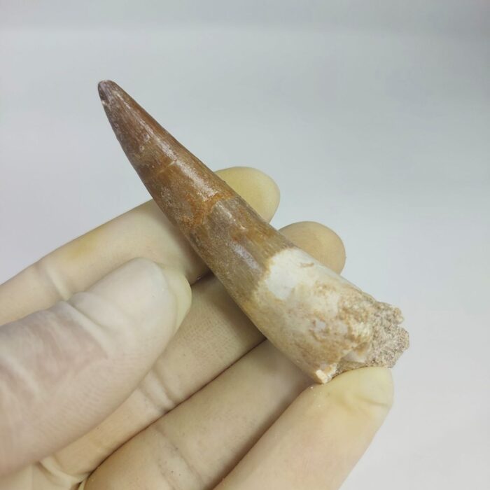 3.14" Plesiosaur Tooth Authentic fossil zarafasaura oceanis - Image 4