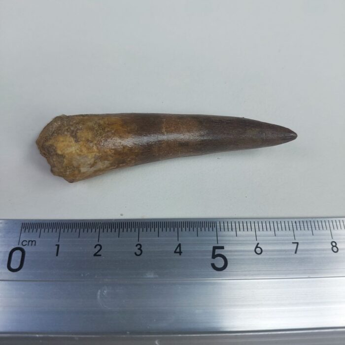 Plesiosaur Tooth Authentic fossil zarafasaura oceanis 2.7" - Image 5