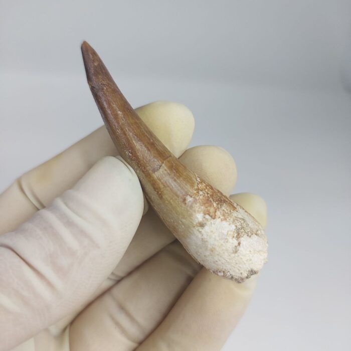 Plesiosaur Tooth Authentic fossil zarafasaura oceanis 2.7" - Image 5