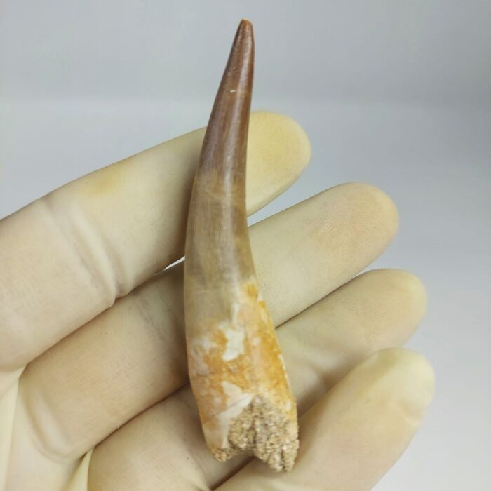 Plesiosaur Tooth Authentic fossil zarafasaura oceanis 2.7" - Image 5