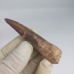 Fossil Plesiosaur Tooth zarafasaura oceanis specimen 2.7" - Image 5