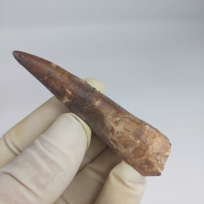 Fossil Plesiosaur Tooth zarafasaura oceanis specimen 2.7" - Image 5