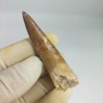 Fossil Plesiosaur Tooth zarafasaura oceanis specimen 2.7" - Image 5