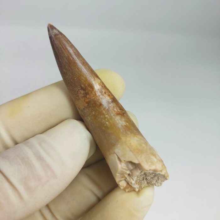 Fossil Plesiosaur Tooth zarafasaura oceanis specimen 2.7" - Image 5
