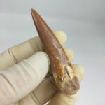 Plesiosaurus fossil Tooth zarafasaura oceanis specimen 2.5" - Image 5