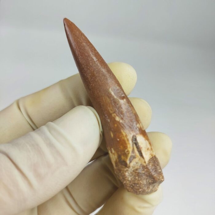Plesiosaurus fossil Tooth zarafasaura oceanis specimen 2.5" - Image 5