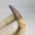 Plesiosaurs Tooth fossil zarafasaura oceanis specimen 2.5" - Image 5