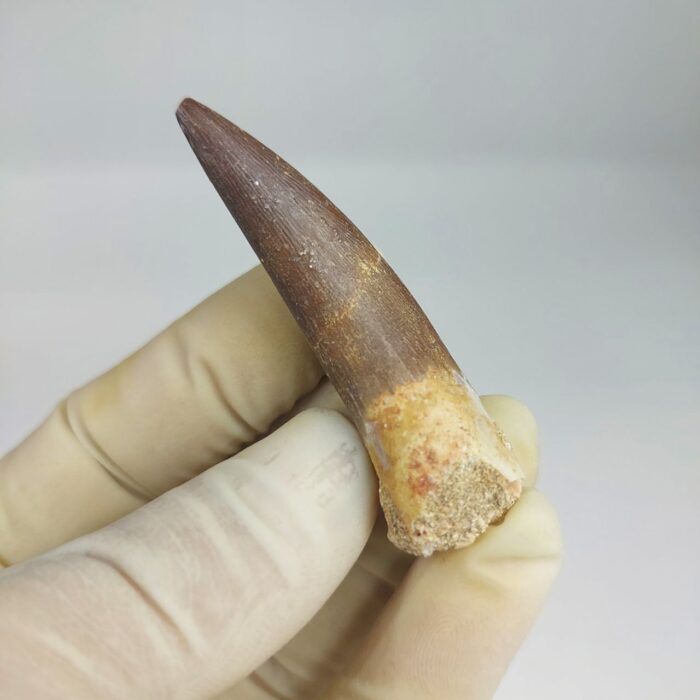 Plesiosaurs Tooth fossil zarafasaura oceanis specimen 2.5" - Image 5