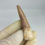 Plesiosaur Tooth Extinct Marine Reptile zarafasaura specimen 2.5" - Image 5
