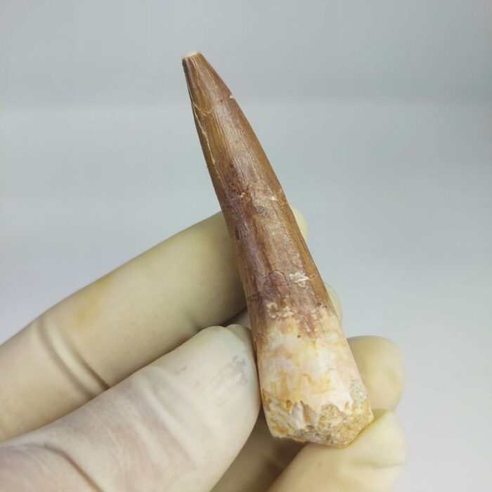 Plesiosaur Tooth Extinct Marine Reptile zarafasaura specimen 2.5" - Image 5