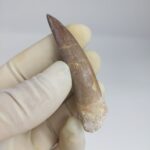 Plesiosaur Tooth Extinct Marine Reptile zarafasaura specimen 2.7" - Image 5