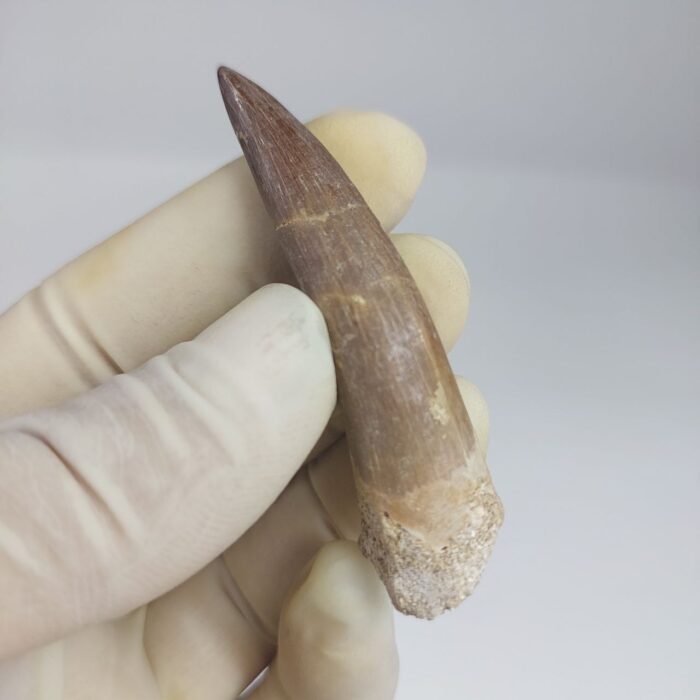 Plesiosaur Tooth Extinct Marine Reptile zarafasaura specimen 2.7" - Image 5