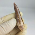 Plesiosaur Tooth Extinct Marine Reptile zarafasaura specimen 2.7" - Image 5
