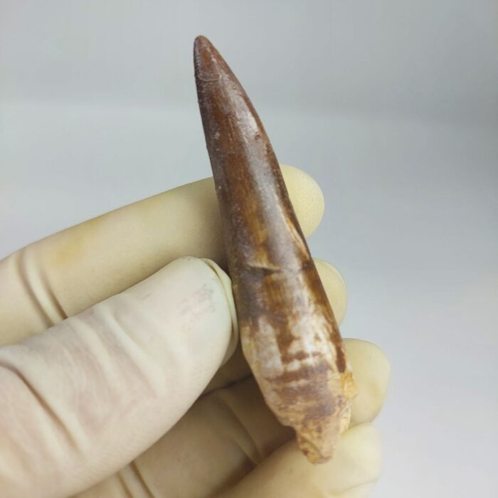 Plesiosaur Tooth Extinct Marine Reptile zarafasaura specimen 2.7" - Image 5