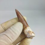 Plesiosaur Tooth Extinct Marine Reptile zarafasaura specimen 2.5" - Image 5