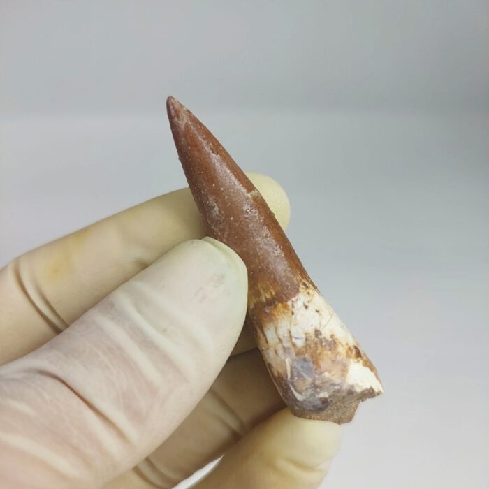 Plesiosaur Tooth Extinct Marine Reptile zarafasaura specimen 2.5" - Image 5