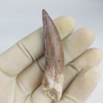 Plesiosaur Tooth Extinct Marine Reptile zarafasaura specimen 2.5"