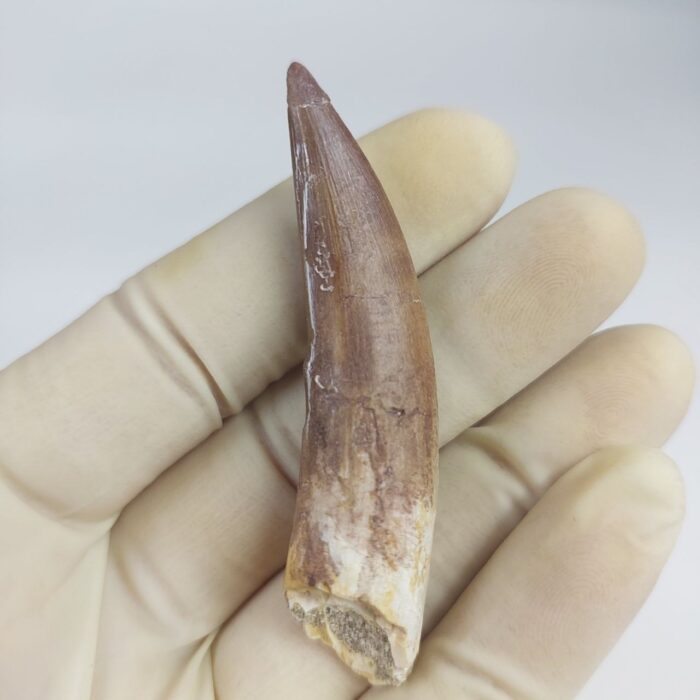 Plesiosaur Tooth Extinct Marine Reptile zarafasaura specimen 2.5" - Image 1