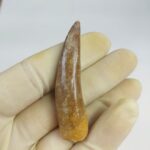 Plesiosaur Tooth Extinct Marine Reptile zarafasaura specimen 2.5" - Image 5