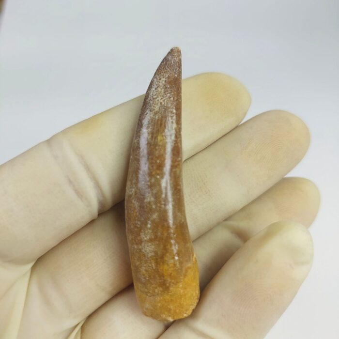 Plesiosaur Tooth Extinct Marine Reptile zarafasaura specimen 2.5" - Image 5
