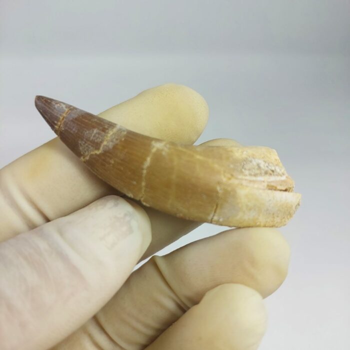 Plesiosaur Tooth Extinct Marine Reptile zarafasaura specimen 2.5" - Image 5