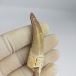 Plesiosaur Tooth Extinct Marine Reptile zarafasaura specimen 2.5" - Image 5