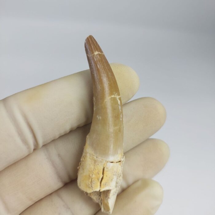 Plesiosaur Tooth Extinct Marine Reptile zarafasaura specimen 2.5" - Image 5