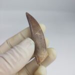 Plesiosaur Tooth Extinct Marine Reptile zarafasaura specimen 2.5" - Image 5