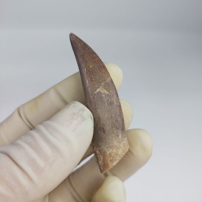 Plesiosaur Tooth Extinct Marine Reptile zarafasaura specimen 2.5" - Image 5