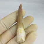 Plesiosaur Tooth Extinct Marine Reptile zarafasaura specimen 2.5" - Image 5