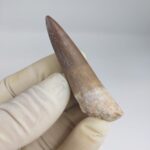 Plesiosaur Tooth Extinct Marine Reptile zarafasaura specimen 2.5" - Image 5