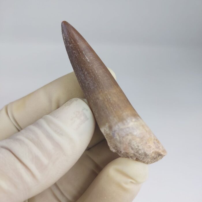 Plesiosaur Tooth Extinct Marine Reptile zarafasaura specimen 2.5" - Image 5