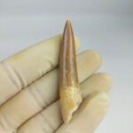 Plesiosaur Tooth Extinct Marine Reptile zarafasaura specimen 2.5" - Image 5