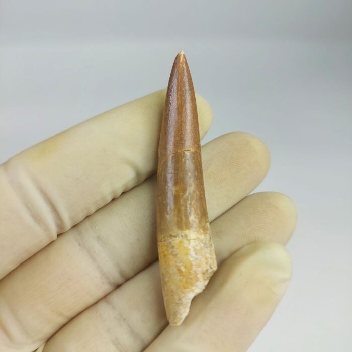 Plesiosaur Tooth Extinct Marine Reptile zarafasaura specimen 2.5" - Image 5