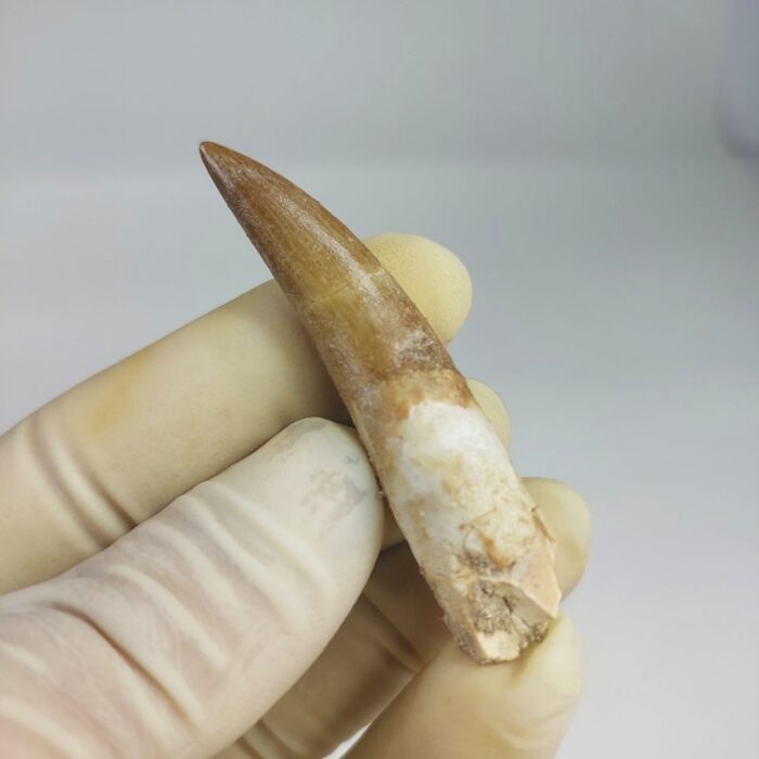Plesiosaur Tooth Extinct Marine Reptile zarafasaura specimen 2.5" - Image 5
