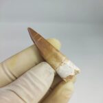 Plesiosaur Tooth Extinct Marine Reptile zarafasaura specimen 2.5" - Image 5
